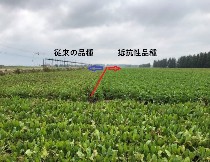高温下でもてん菜を安定生産できる品種導入、技術開発